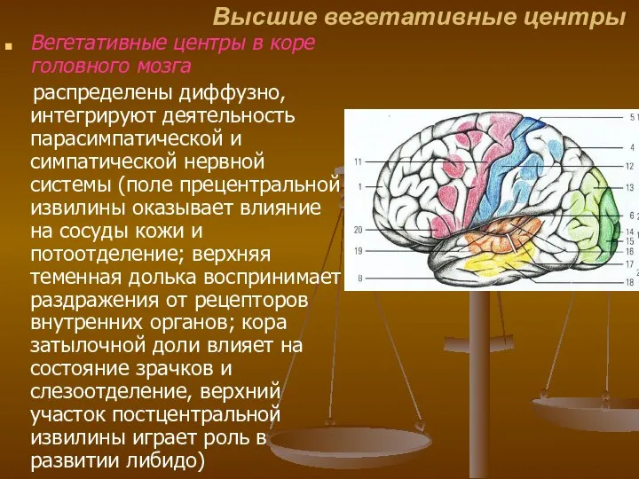 Высшие вегетативные центры Вегетативные центры в коре головного мозга распределены диффузно,