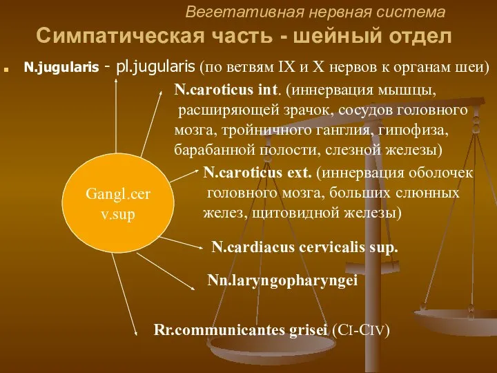 Вегетативная нервная система Симпатическая часть - шейный отдел N.jugularis - pl.jugularis