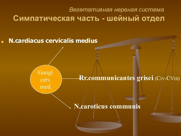 Вегетативная нервная система Симпатическая часть - шейный отдел Gangl. cerv. med.