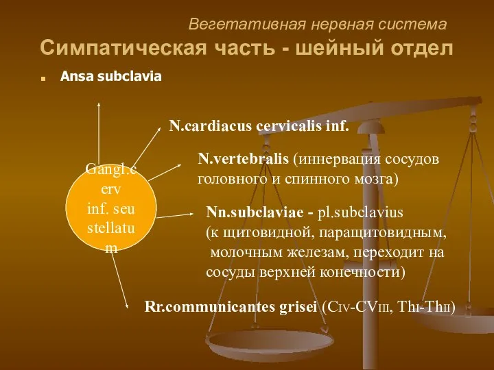 Вегетативная нервная система Cимпатическая часть - шейный отдел Ansa subclavia Gangl.cerv