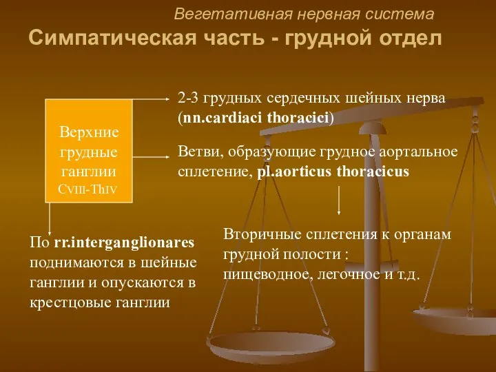 Вегетативная нервная система Симпатическая часть - грудной отдел Верхние грудные ганглии