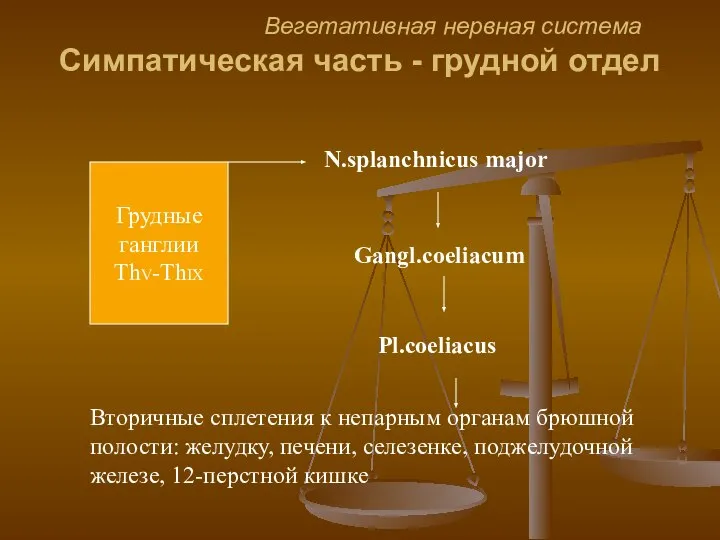 Вегетативная нервная система Симпатическая часть - грудной отдел Грудные ганглии ThV-ThIX