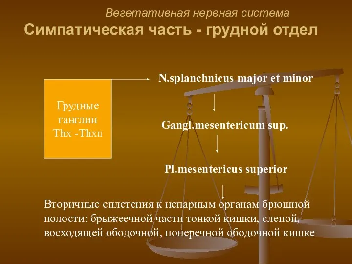 Вегетативная нервная система Симпатическая часть - грудной отдел Грудные ганглии ThX