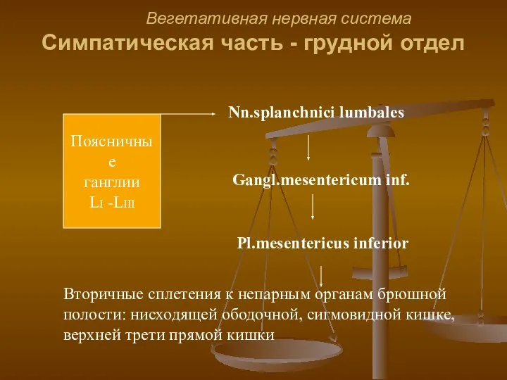 Вегетативная нервная система Симпатическая часть - грудной отдел Поясничные ганглии LI