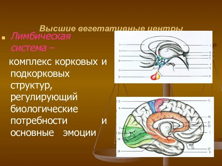 Высшие вегетативные центры Лимбическая система – комплекс корковых и подкорковых структур,