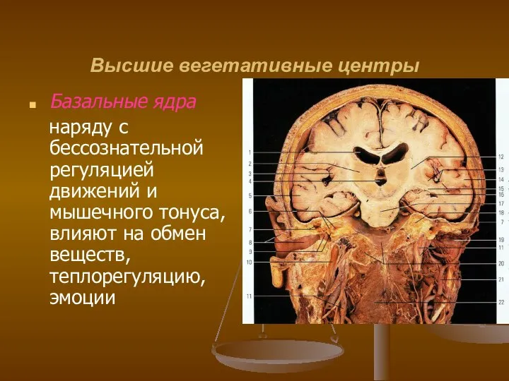 Высшие вегетативные центры Базальные ядра наряду с бессознательной регуляцией движений и