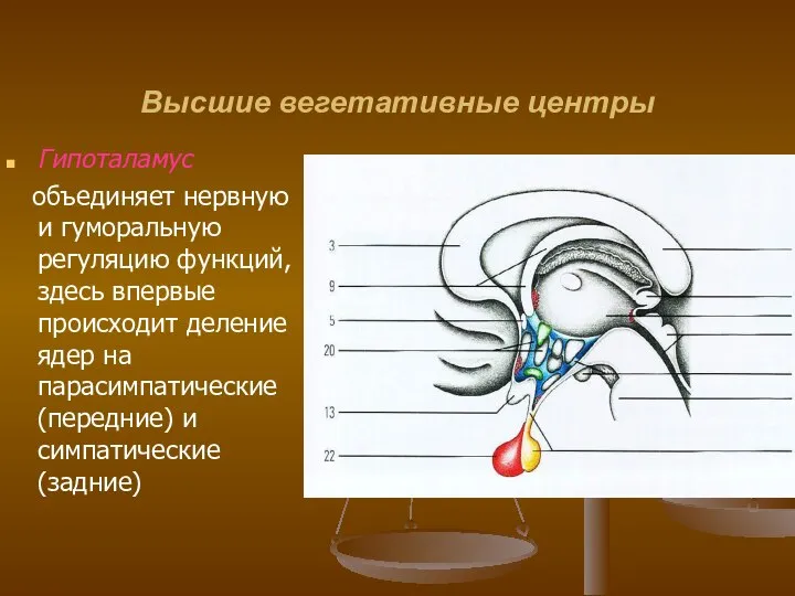 Высшие вегетативные центры Гипоталамус объединяет нервную и гуморальную регуляцию функций, здесь