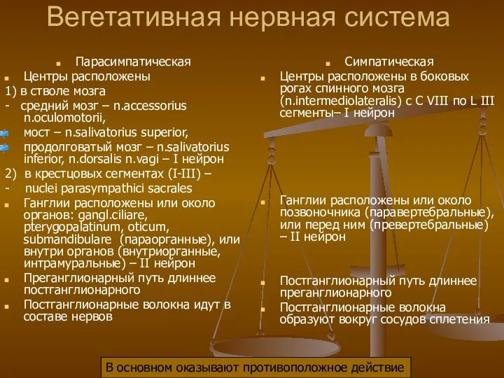 Вегетативная нервная система Парасимпатическая Центры расположены 1) в стволе мозга -