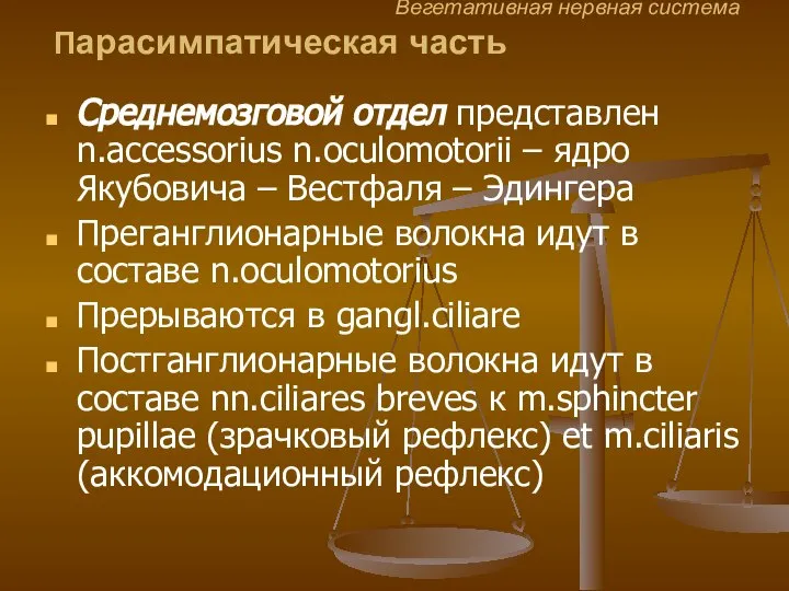 Вегетативная нервная система Парасимпатическая часть Среднемозговой отдел представлен n.accessorius n.oculomotorii –