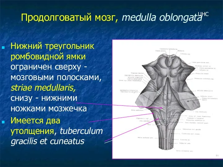 Продолговатый мозг, medulla oblongata Нижний треугольник ромбовидной ямки ограничен сверху -