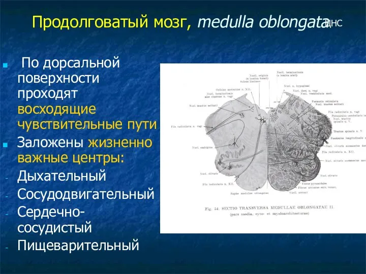 Продолговатый мозг, medulla oblongata По дорсальной поверхности проходят восходящие чувствительные пути