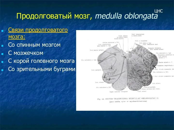 Продолговатый мозг, medulla oblongata Связи продолговатого мозга: Со спинным мозгом С