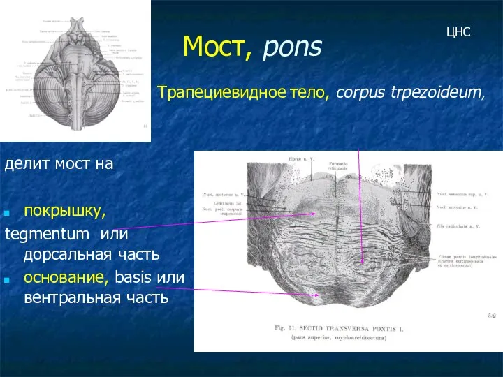 Мост, pons делит мост на покрышку, tegmentum или дорсальная часть основание,