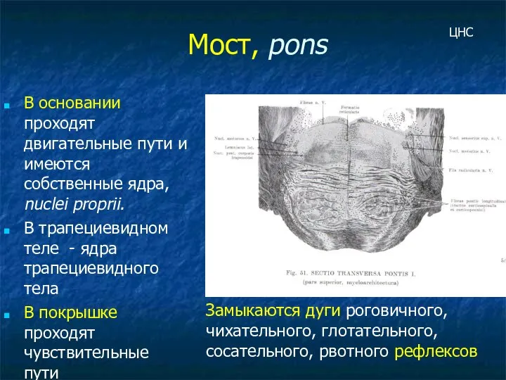 Мост, pons В основании проходят двигательные пути и имеются собственные ядра,