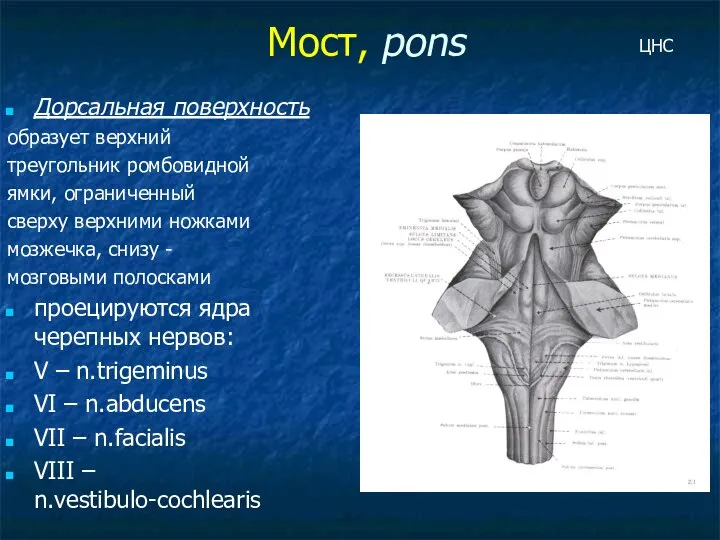 Мост, pons Дорсальная поверхность образует верхний треугольник ромбовидной ямки, ограниченный сверху