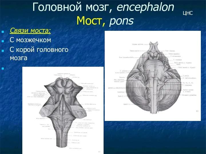 Головной мозг, encephalon Мост, pons Связи моста: С мозжечком С корой головного мозга ЦНС