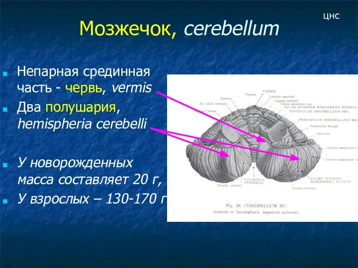 Мозжечок, cerebellum Непарная срединная часть - червь, vermis Два полушария, hemispheria