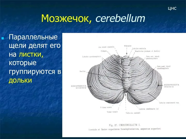 Мозжечок, cerebellum Параллельные щели делят его на листки, которые группируются в дольки цнс