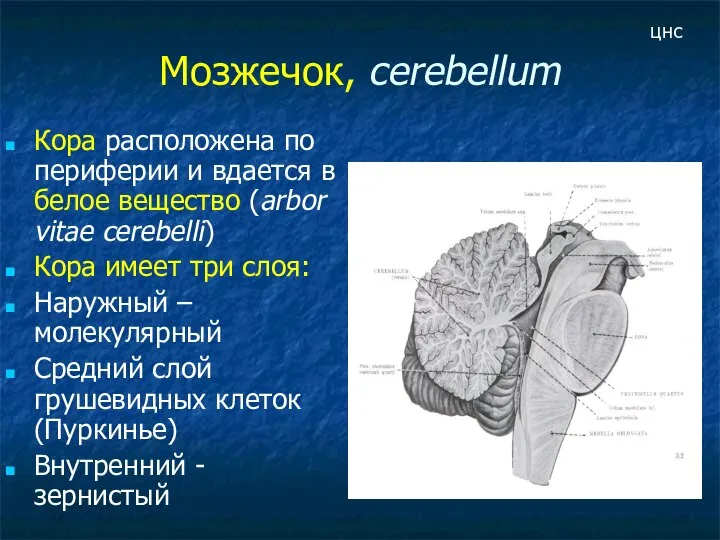 Мозжечок, cerebellum Кора расположена по периферии и вдается в белое вещество