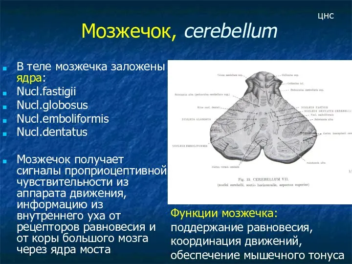 Мозжечок, cerebellum В теле мозжечка заложены ядра: Nucl.fastigii Nucl.globosus Nucl.emboliformis Nucl.dentatus