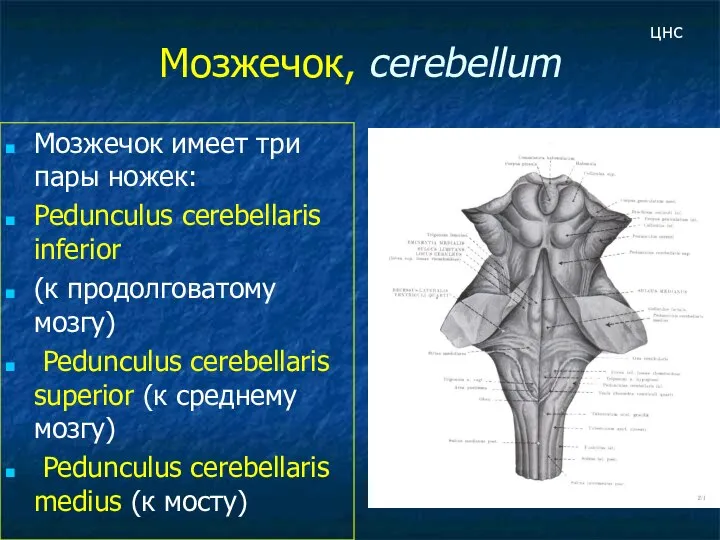 Мозжечок, cerebellum Мозжечок имеет три пары ножек: Pedunculus cerebellaris inferior (к