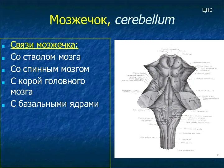 Мозжечок, cerebellum Связи мозжечка: Со стволом мозга Со спинным мозгом С