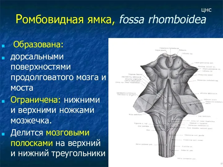 Ромбовидная ямка, fossa rhomboidea Образована: дорсальными поверхностями продолговатого мозга и моста