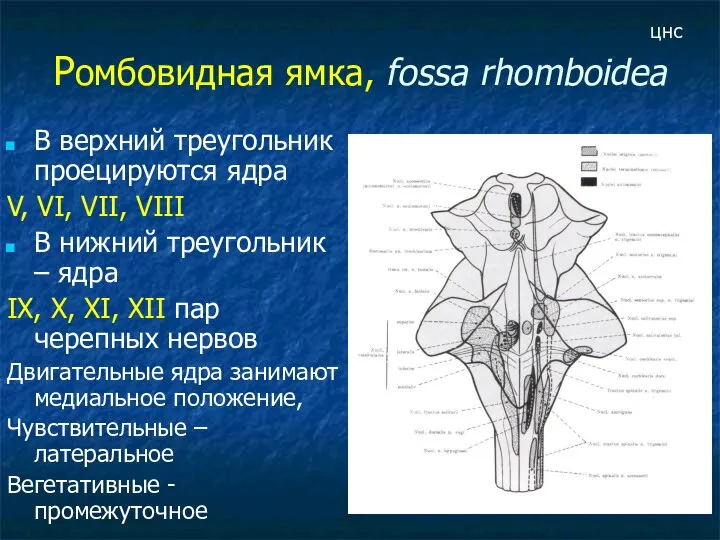 Ромбовидная ямка, fossa rhomboidea В верхний треугольник проецируются ядра V, VI,