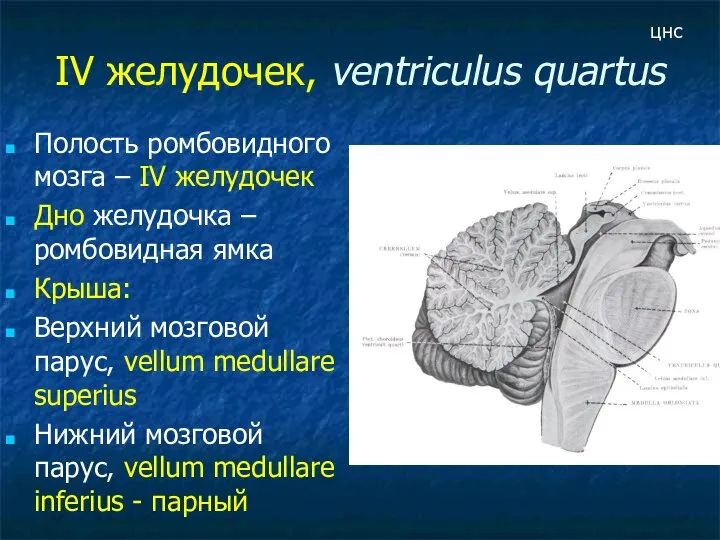 IV желудочек, ventriculus quartus Полость ромбовидного мозга – IV желудочек Дно