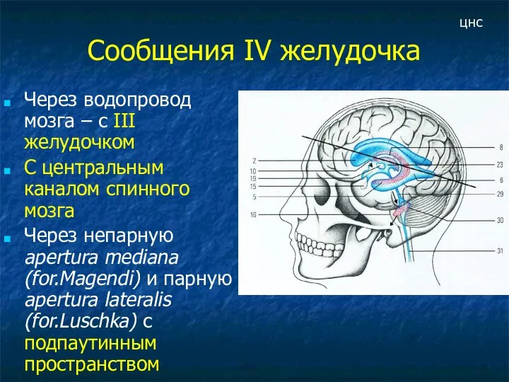 Сообщения IV желудочка Через водопровод мозга – с III желудочком С