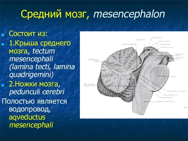 Средний мозг, mesencephalon Состоит из: 1.Крыша среднего мозга, tectum mesencephali (lamina