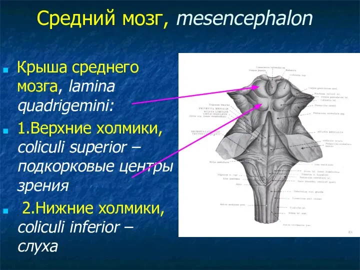 Средний мозг, mesencephalon Крыша среднего мозга, lamina quadrigemini: 1.Верхние холмики, coliculi