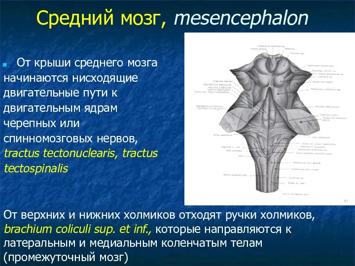 Средний мозг, mesencephalon От крыши среднего мозга начинаются нисходящие двигательные пути