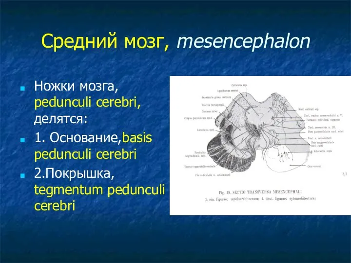 Средний мозг, mesencephalon Ножки мозга, pedunculi cerebri, делятся: 1. Основание,basis pedunculi cerebri 2.Покрышка, tegmentum pedunculi cerebri