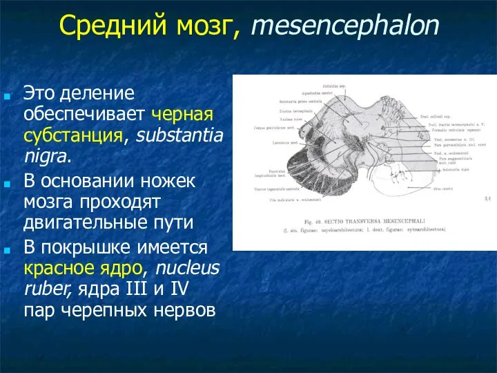 Средний мозг, mesencephalon Это деление обеспечивает черная субстанция, substantia nigra. В