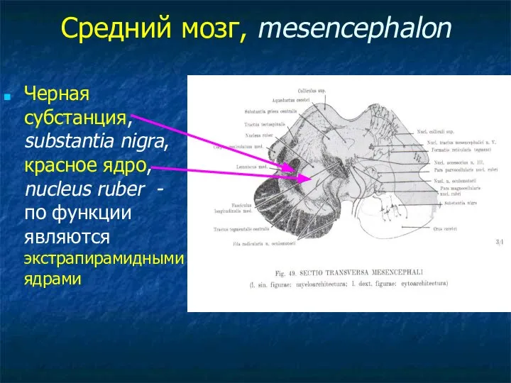 Средний мозг, mesencephalon Черная субстанция, substantia nigra, красное ядро, nucleus ruber