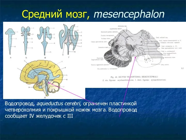 Средний мозг, mesencephalon Водопровод, aqueductus cerebri, ограничен пластинкой четверохолмия и покрышкой