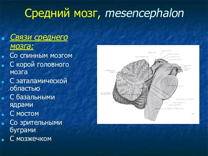 Средний мозг, mesencephalon Связи среднего мозга: Со спинным мозгом С корой