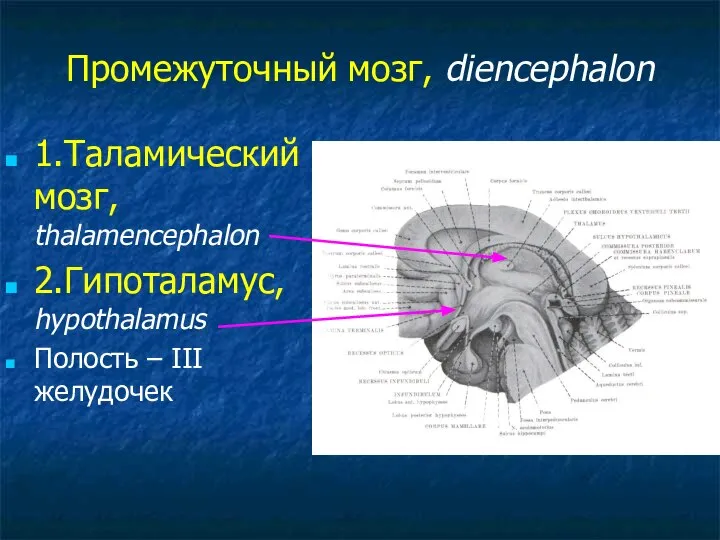 Промежуточный мозг, diencephalon 1.Таламический мозг, thalamencephalon 2.Гипоталамус, hypothalamus Полость – III желудочек