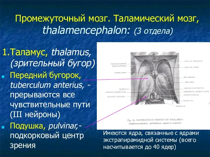 Промежуточный мозг. Таламический мозг, thalamencephalon: (3 отдела) 1.Таламус, thalamus, (зрительный бугор)