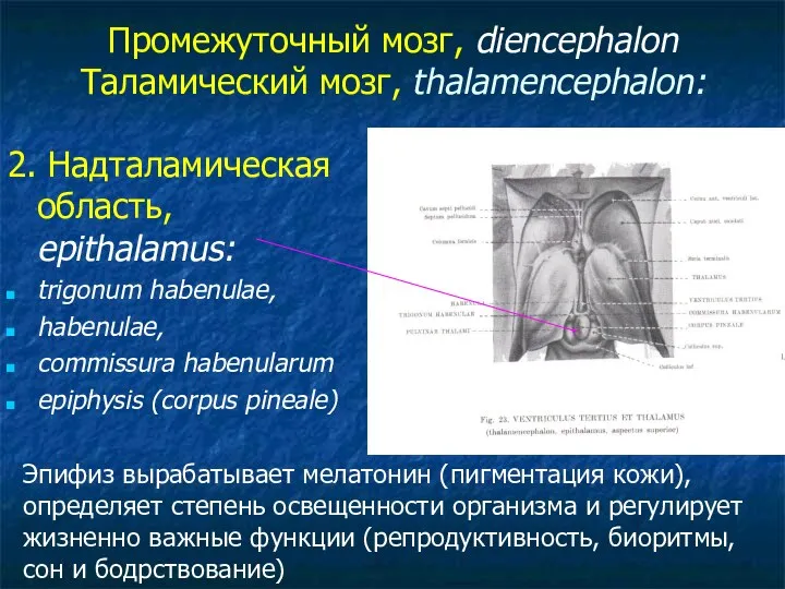 Промежуточный мозг, diencephalon Таламический мозг, thalamencephalon: 2. Надталамическая область, epithalamus: trigonum