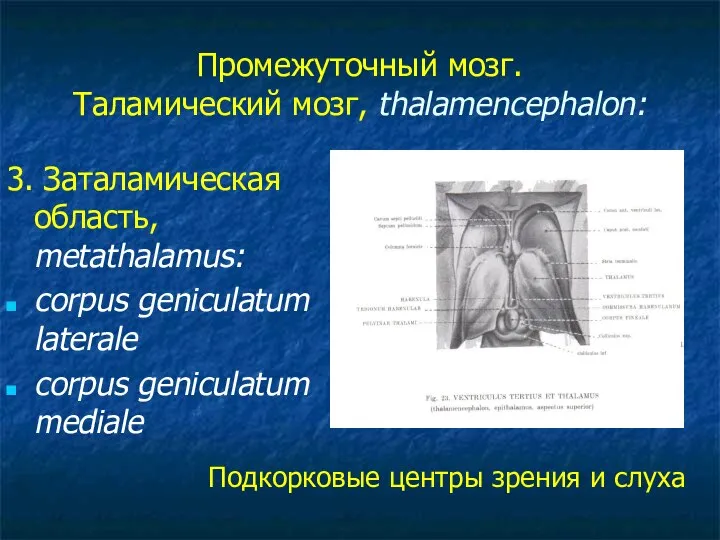 Промежуточный мозг. Таламический мозг, thalamencephalon: 3. Заталамическая область, metathalamus: corpus geniculatum