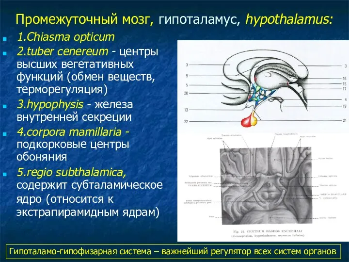 Промежуточный мозг, гипоталамус, hypothalamus: 1.Chiasma opticum 2.tuber cenereum - центры высших