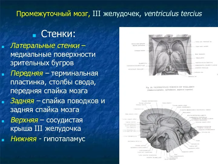 Промежуточный мозг, III желудочек, ventriculus tercius Стенки: Латеральные стенки – медиальные
