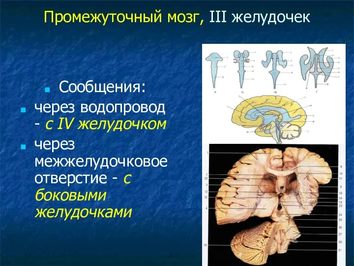 Промежуточный мозг, III желудочек Сообщения: через водопровод - с IV желудочком