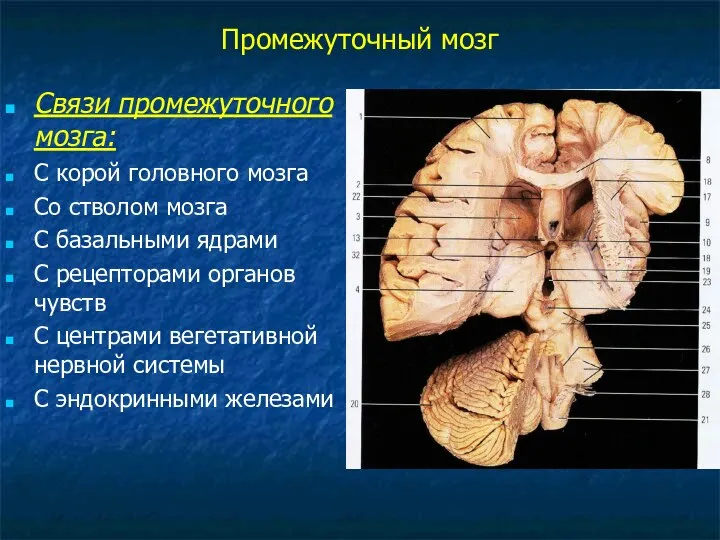 Промежуточный мозг Связи промежуточного мозга: С корой головного мозга Со стволом