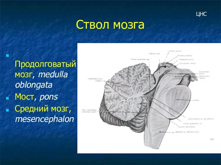 Ствол мозга Продолговатый мозг, medulla oblongata Мост, pons Средний мозг, mesencephalon ЦНС
