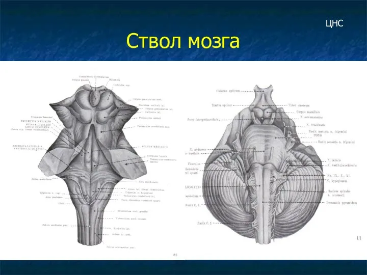 Ствол мозга ЦНС