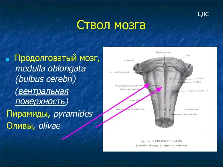 Ствол мозга Продолговатый мозг, medulla oblongata (bulbus cerebri) (вентральная поверхность) Пирамиды, pyramides Оливы, olivae ЦНС