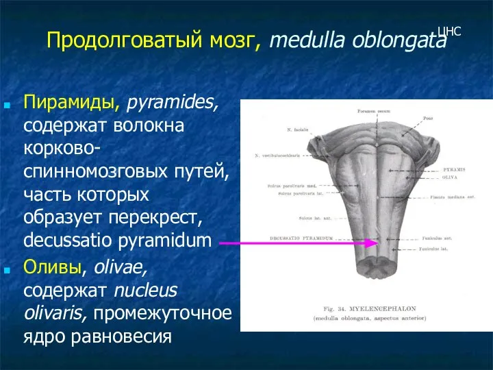 Продолговатый мозг, medulla oblongata Пирамиды, pyramides, содержат волокна корково-спинномозговых путей, часть